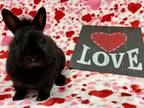 Adopt ANABELLE a Bunny Rabbit