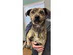 Adopt Grayson a American Staffordshire Terrier, Mixed Breed