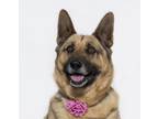 Adopt CHLOE a German Shepherd Dog