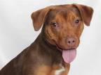 Adopt JASMINE a Doberman Pinscher, Pit Bull Terrier