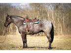 Stout Made True Blue Roan Ranch Gelding, Trail Rides, English and Western