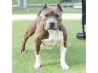 Adopt SUNNY a American Staffordshire Terrier