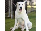 Adopt CASSIE a Great Pyrenees