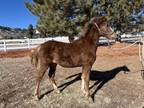 Adopt BLAZER a Grade, Tennessee Walker