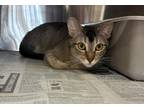 Adopt SAGE a Domestic Short Hair