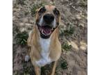 Adopt Molly a Black Mouth Cur