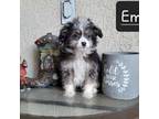 Maltese Puppy for sale in Haines City, FL, USA