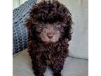 Toy poodle litter