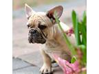 French Bulldog Puppy for sale in Lady Lake, FL, USA