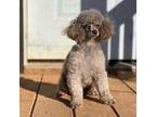 Poodle (Toy) Puppy for sale in Nashville, AR, USA