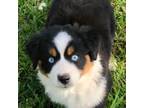 Miniature Australian Shepherd Puppy for sale in Elk Grove, CA, USA