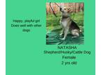 Adopt Natasha a Shepherd, Husky