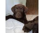 Labrador Retriever Puppy for sale in Lakeland, FL, USA