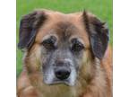 Adopt Roxie a Australian Shepherd, German Shepherd Dog