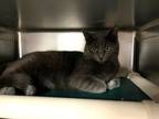 Adopt Artemis a Domestic Short Hair