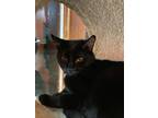 Adopt Janet a Domestic Short Hair