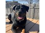 Adopt Delilah a Rottweiler