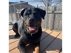 Adopt Delilah a Rottweiler, Mixed Breed