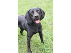 Adopt Stormy a Beagle, Labrador Retriever