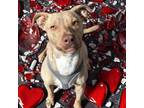 Adopt Hazel a Pit Bull Terrier, Mixed Breed