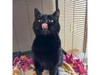 Adopt Opal a Domestic Short Hair