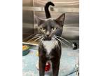 Adopt Lucy a Domestic Short Hair