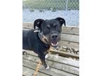 Adopt POODLE a Labrador Retriever, Plott Hound