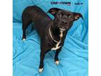 Adopt Chita Rivera a Terrier, Labrador Retriever