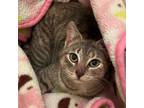 Adopt Noree (IN TRIAL) a Domestic Short Hair