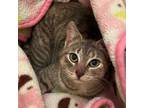 Adopt Noree a Domestic Short Hair