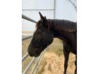 Adopt VIOLET a Quarterhorse