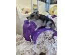 Adopt Gertrude a Dwarf Hamster