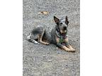 Adopt Sydney a Australian Cattle Dog / Blue Heeler