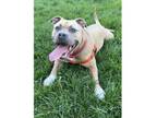 Adopt Jenny a Pit Bull Terrier