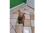 Adopt Rollo a Terrier, Mixed Breed