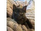 Adopt Roma a Domestic Short Hair, American Shorthair