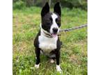 Adopt Kanga a Cattle Dog