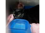 Adopt Toothy a Domestic Short Hair