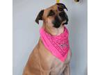 Adopt 5814 Holly a Black Mouth Cur, Terrier