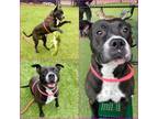 Adopt LOULOU a Pit Bull Terrier