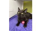 Adopt Marcella - Adopt, Foster, Foster to Adopt a Domestic Short Hair