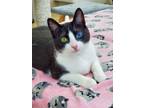 Adopt STORMY a Domestic Short Hair