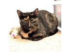 Adopt Spooky a Tortoiseshell, Domestic Short Hair