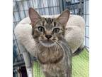 Adopt Joan Rambo a American Shorthair