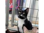 Adopt Flo a American Shorthair