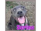 Adopt Serina a Pit Bull Terrier