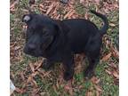 Adopt Macy a Mixed Breed