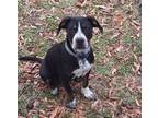 Adopt Maddie a Mixed Breed