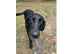 Adopt Madison a Labrador Retriever