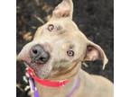 Adopt Wisteria a Mixed Breed
